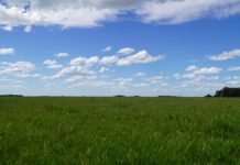 Santa Rosa reúne al agro: llega el Simposio FERTILIDAD 2026 para producir más con menos agua Campo de pastura verde en zona semiárida bajo cielo parcialmente nublado, representando ambientes productivos con foco en el uso eficiente del agua