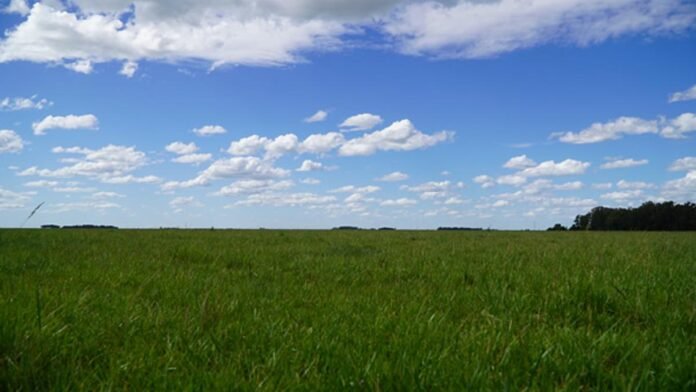 simposio_fertilidad_1200x675 Campo de pastura verde en zona semiárida bajo cielo parcialmente nublado, representando ambientes productivos con foco en el uso eficiente del agua