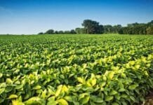 Alerta en la soja: la Unión Europea podría bloquear el biodiesel y afectar un mercado global clave