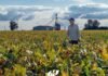 La soja argentina suma “pasaporte ambiental”: Molinos Agro mide carbono y apunta a mercados premium Productor recorriendo un cultivo de soja en campo argentino con plantas en maduración y estructura agrícola al fondo bajo cielo parcialmente nublado
