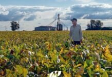 La soja argentina suma “pasaporte ambiental”: Molinos Agro mide carbono y apunta a mercados premium Productor recorriendo un cultivo de soja en campo argentino con plantas en maduración y estructura agrícola al fondo bajo cielo parcialmente nublado