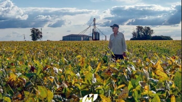 Productor recorriendo un cultivo de soja en campo argentino con plantas en maduración y estructura agrícola al fondo bajo cielo parcialmente nublado