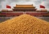 🚨 China detecta plagas en soja uruguaya y se enciende una alerta en el comercio de granos Montículo de soja en primer plano frente a la Ciudad Prohibida en China, simbolizando el comercio internacional de granos.