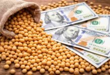 La Rural presiona por las retenciones: con exportaciones por US$ 42.000 millones pide avanzar hacia su eliminación Granos de soja junto a billetes de dólares representando el valor de las exportaciones agrícolas y el impacto económico del agro argentino