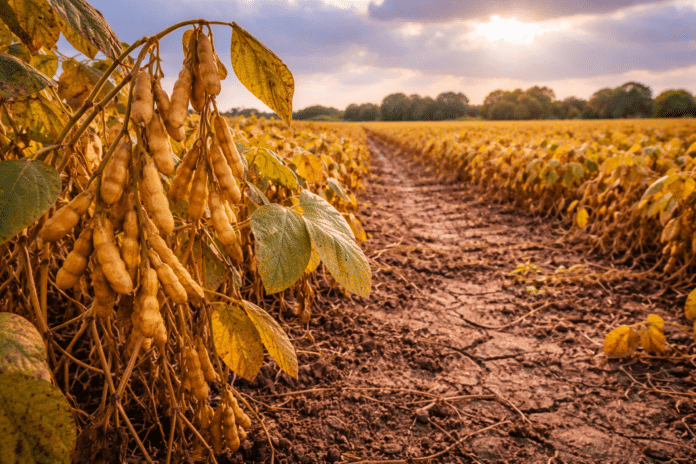 Cultivo de soja con signos de estrés hídrico moderado en campo argentino, con hojas amarillentas y vainas desarrolladas bajo condiciones secas