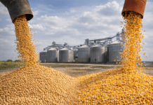 Suben la soja y el maíz en Rosario: más compradores impulsan los precios