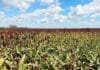 Arranca la cosecha de sorgo: el avance llega al 6,4% con rindes de hasta 46 qq/ha