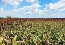 Arranca la cosecha de sorgo: el avance llega al 6,4% con rindes de hasta 46 qq/ha