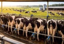 Leche a Europa: el Gobierno obliga a los tambos a habilitarse cada 2 años para poder exportar Vacas lecheras en sala de ordeñe mecanizada en un tambo argentino, con sistema automatizado y condiciones sanitarias orientadas a la exportación de leche hacia Europa