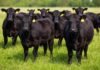 Angus lanza certificación para terneras y busca ordenar la reposición con respaldo de mercado Grupo de terneras Angus negras en pastura verde, destinadas a reposición y programas de certificación ganadera en Argentina.