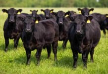 Angus lanza certificación para terneras y busca ordenar la reposición con respaldo de mercado Grupo de terneras Angus negras en pastura verde, destinadas a reposición y programas de certificación ganadera en Argentina.