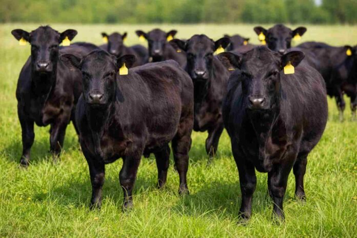 Grupo de terneras Angus negras en pastura verde, destinadas a reposición y programas de certificación ganadera en Argentina.