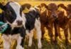Fiebre aftosa: SENASA analiza más de 700 terneros centinela y confirma que no circula el virus en zonas vacunadas