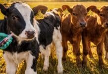 Fiebre aftosa: SENASA analiza más de 700 terneros centinela y confirma que no circula el virus en zonas vacunadas