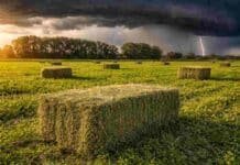 Alertan por tormentas con hasta 50 mm: lluvias intensas, granizo y ráfagas fuertes