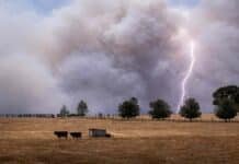 Vuelve “El Niño”: el clima podría cambiar el rumbo de la próxima campaña gruesa en Argentina Tormenta con relámpago sobre campo seco con vacas en la región pampeana, contraste entre sequía y lluvias en zona productiva argentina