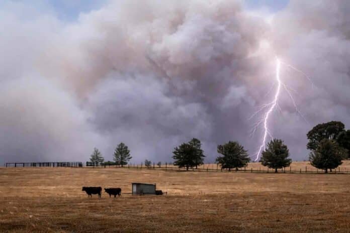 Tormenta con relámpago sobre campo seco con vacas en la región pampeana, contraste entre sequía y lluvias en zona productiva argentina