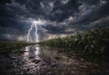 Tormentas de hasta 90 mm y ráfagas de 100 km/h: seis alertas meteorológicas activas en el país Tormenta fuerte con relámpagos y lluvia intensa sobre un cultivo de maíz en el campo argentino de la pampa húmeda