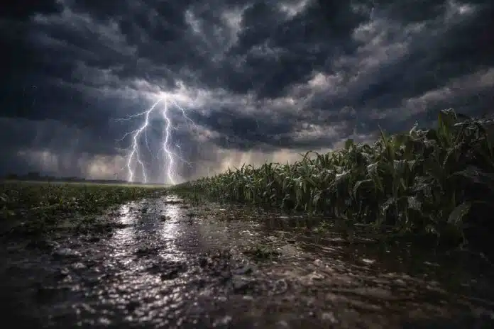 Tormenta fuerte con relámpagos y lluvia intensa sobre un cultivo de maíz en el campo argentino de la pampa húmeda
