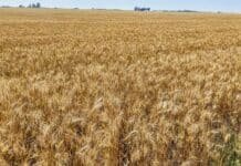 Trigo: revelan que los molinos argentinos pueden procesar hasta 761.934 toneladas por mes