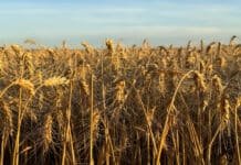 Trigo argentino: revelan el informe de calidad de la campaña 2025/26 tras una cosecha récord de 27,9 millones de toneladas