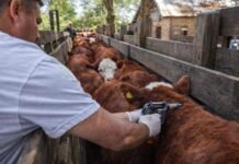 Argentina asegura vacunas ante nuevas cepas de aftosa y accede a un banco internacional de antígenos