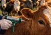 Polémica por la fiebre aftosa: productores rechazan cambios en la vacunación y advierten riesgos sanitarios Vacunación contra la fiebre aftosa en bovinos, con aplicación de dosis en un rodeo en el campo argentino.