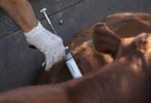 Fiebre aftosa: desde 2027 los productores podrán elegir su propio veterinario para vacunar el rodeo