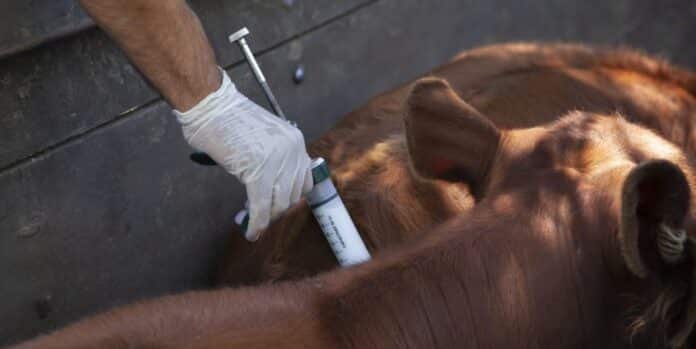 vacunación fiebre aftosa