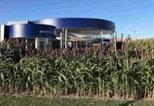 Se dispara una solución clave: identifican el gen que evita pérdidas de hasta 30% en sorgo