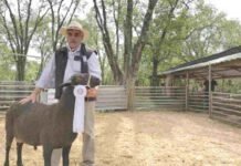 “No voy a poder sostener la cabaña”: confirman 3 casos de scrapie y crece la tensión en el sector ovino Oveja premiada en exposición rural junto a productor en pista de jura, en un predio ganadero de Argentina