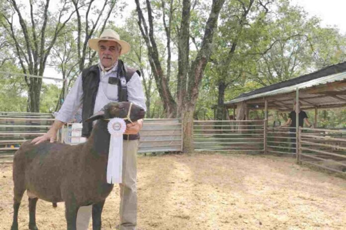 Oveja premiada en exposición rural junto a productor en pista de jura, en un predio ganadero de Argentina
