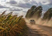 Ráfagas de hasta 80 km/h obligan a extremar precauciones en campo y caminos de 4 provincias Viento fuerte con ráfagas en zona rural de Argentina, camino de tierra con polvo en suspensión y cultivos inclinados por la intensidad del viento