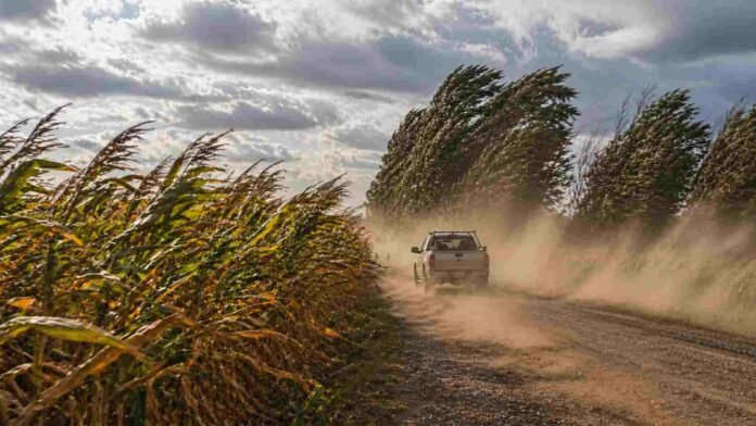 Viento fuerte con ráfagas en zona rural de Argentina, camino de tierra con polvo en suspensión y cultivos inclinados por la intensidad del viento
