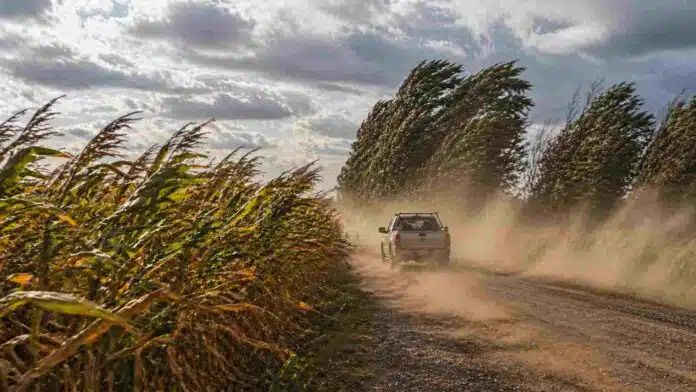 Viento fuerte con ráfagas en zona rural de Argentina, camino de tierra con polvo en suspensión y cultivos inclinados por la intensidad del viento