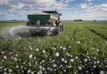 Fuerte salto en fertilizantes: la urea pasa de US$560 a US$900 y cambia la estrategia del agro Aplicación de urea granulada con fertilizadora en cultivo de la Pampa húmeda, con distribución uniforme del fertilizante en lote agrícola en Argentina
