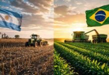 Brasil produce 319 Mt vs 140 Mt en Argentina: la brecha se agranda, pero la tecnología promete recortar hasta 30% los costos Escena dividida de campos agrícolas que compara Argentina y Brasil, con maquinaria trabajando y diferencias en desarrollo productivo entre ambos países.