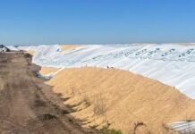 Ataque en el campo: rompen 5 silobolsas con 75 m de cebada y crece la tensión por el conflicto del transporte Silobolsa roto con cebada expuesta en un acopio rural de Bahía Blanca tras un acto de vandalismo