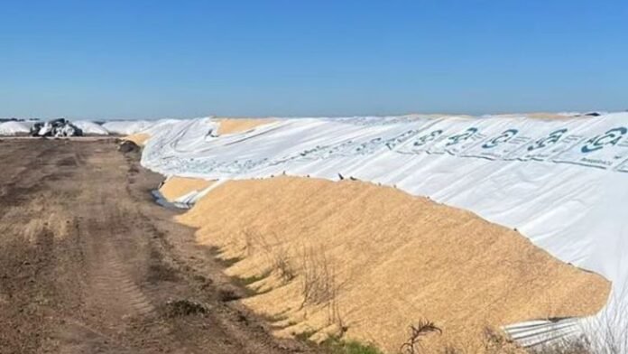 Silobolsa roto con cebada expuesta en un acopio rural de Bahía Blanca tras un acto de vandalismo