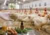 Pollos sin antibióticos: investigan compuestos naturales que mejoran la producción avícola Granja avícola con pollos y compuestos naturales utilizados en alimentación para mejorar salud intestinal