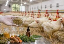 Pollos sin antibióticos: investigan compuestos naturales que mejoran la producción avícola Granja avícola con pollos y compuestos naturales utilizados en alimentación para mejorar salud intestinal