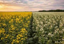 Giro en la fina: las brassicáceas crecerían 76% en Entre Ríos por el alto costo de los fertilizantes Lotes de brassicáceas en Entre Ríos con cultivos de colza y mostaza en plena expansión, reflejando el cambio productivo hacia oleaginosas de invierno por el aumento de costos en fertilizantes.