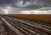 Las lluvias paralizan el campo en Santa Fe: cosechas frenadas y lotes anegados Camino rural con barro y huellas profundas bajo lluvia intensa y tormenta en un lote de soja de la zona núcleo argentina