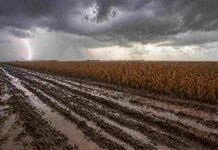 Las lluvias paralizan el campo en Santa Fe: cosechas frenadas y lotes anegados Camino rural con barro y huellas profundas bajo lluvia intensa y tormenta en un lote de soja de la zona núcleo argentina