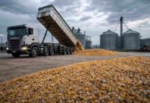 Mercado de Rosario: lluvias frenan la operatoria y el maíz muestra señales de suba Camión Scania descargando maíz en planta de acopio con silos al fondo y suelo seco en Argentina