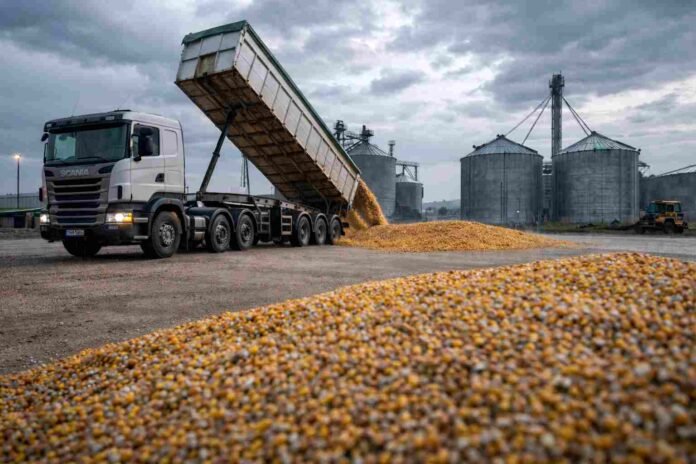 Camión Scania descargando maíz en planta de acopio con silos al fondo y suelo seco en Argentina
