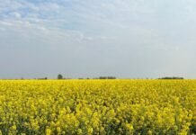 Bunge llegó a 90.000 hectáreas de cultivos para biocombustibles en Argentina y ya exporta aceite a Europa Campo de girasol en plena floración bajo cielo parcialmente nublado en Argentina
