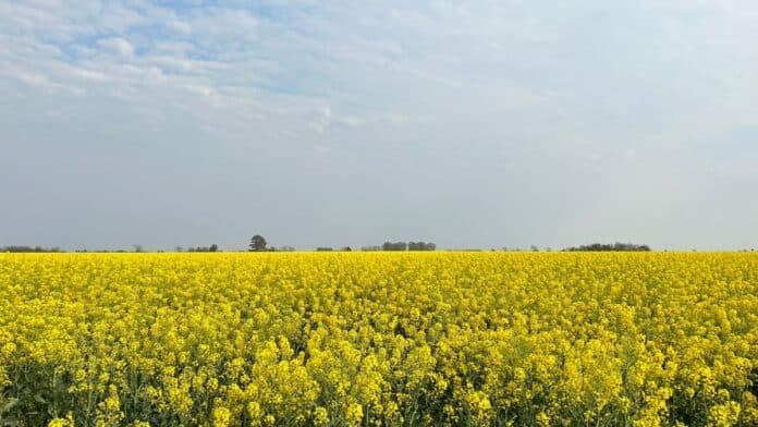 Campo de girasol en plena floración bajo cielo parcialmente nublado en Argentina