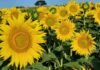 El agro marca un salto en girasol: más de 2 millones de hectáreas y un cultivo que vuelve a ser negocio Lote de girasol en plena floración en un campo argentino, reflejando el crecimiento del cultivo y su importancia en la producción agrícola