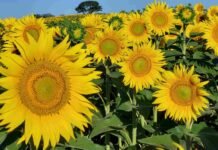 El agro marca un salto en girasol: más de 2 millones de hectáreas y un cultivo que vuelve a ser negocio Lote de girasol en plena floración en un campo argentino, reflejando el crecimiento del cultivo y su importancia en la producción agrícola